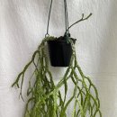 석송 | [ 행잉 플랜트 ] 립살리스 / 석송 / 호야