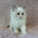 강남고양이분양 러브앤캣 이미지