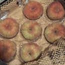 하늘사랑농원 | 2025_얼레벌레 복숭아 일기