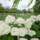 6공주꽃