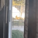 이웃집 댕댕이 이미지