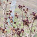 장미찻집 이미지