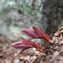 붉은대극 Euphorbia ebracteolata Hayata 이미지