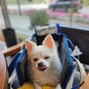 초이스덴탈 이미지