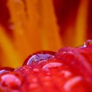 아침이슬 이미지