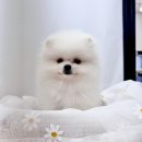 향남펫살롱 이미지