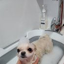 미소댕댕 이미지