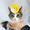 잔다냥 강동점 이미지