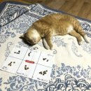 라온메딕스 | 힐스 고양이 사료 어덜트 7+ 인도어 퍼펙트 다이제스천 노령묘 건사료 시작하고