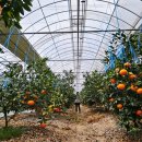 김형남농장 이미지