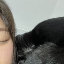 맥본가구