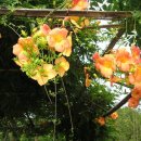 대실유치원 이미지