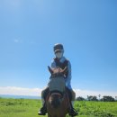 한수목장 | 제주 신풍목장 승마체험장에서 승마레슨 받은 후기