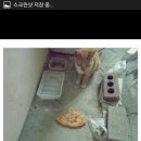 고양이의 보은 이미지