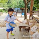 원두막주유소 | 양평양떼목장 먹이주기 체험, 서울근교 양평 가볼만한곳, 양떼목장 동물체험 타조 거위