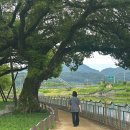 성주 경산리 성밖숲 | 경북 성주 가볼 만한 곳 성밖숲 맥문동 개화 상황/ 성주가야밀면
