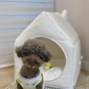 계절의집 | 4계절용 강아지집 후기/ 아우스리푸 인포멀하우스