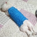 멍뭉미가다혜따