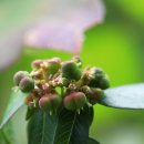 아메리카대극 이미지