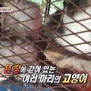 낭만고양이(운정점) 네이버블로그