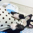 언니네강아지 이미지