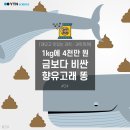 금고래 네이버블로그