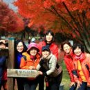 단풍나무 Daum카페