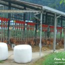 되레지 한우목장 이미지