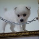 봄봄펫살롱 이미지