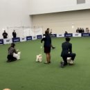 엘리시안퍼피 이미지