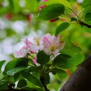 비에 젖은 꽃사과 꽃 & 그댄 봄비를 무척 좋아하나요 / 배따라기 & photo by 모모수계 이미지