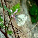 내일을 향하여 이미지