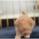 도그마루강아지고양이 - 양천구 오목로 345 | 도그마루강아지고양이