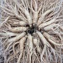 풍기한방삼계탕 | 풍기인삼 향 가득 머금은 삼계탕 맛집 풍기한방삼계탕