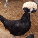 석원농장 이미지