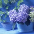 이쁘지요 이미지