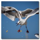 부산갈매기 이미지