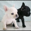 애견매니아 이미지