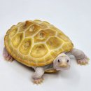 알비노랩 이미지