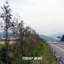 국도24호선가로수 이미지