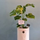 플라워PC방 이미지