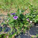 덕수농장 이미지