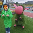 하니움스포츠센터 | 화순 아이와 가볼만한 축제 - 2025 화순 봄꽃 축제 꽃강길 다녀온 찐 후기. (사진 많아요.) #꽃강길 유채꽃