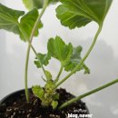 엠마누엘농장 | 예쁜제라늄농장 몰타진주웨딩....