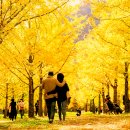 은행나무숲 입구 이미지