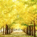 은행나무 이미지