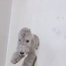 바오도그 이미지