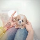 구리 말티푸분양 후기 🐶 유앤미펫에서 건강하고 사랑스러운 우리 아이 만났어요