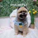 솜사탕 애견미용실 | 포메라인 곰돌이컷 가위컷 완벽한 솜사탕 미모 라오미펫