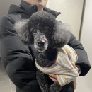 너에개 반하개 네이버블로그